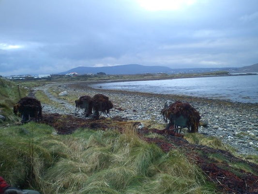 Seaweed