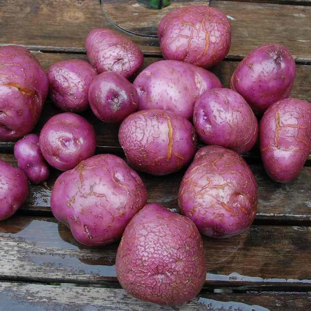 Arran 'Victory' - Seed Potato (EMC) - 25kg