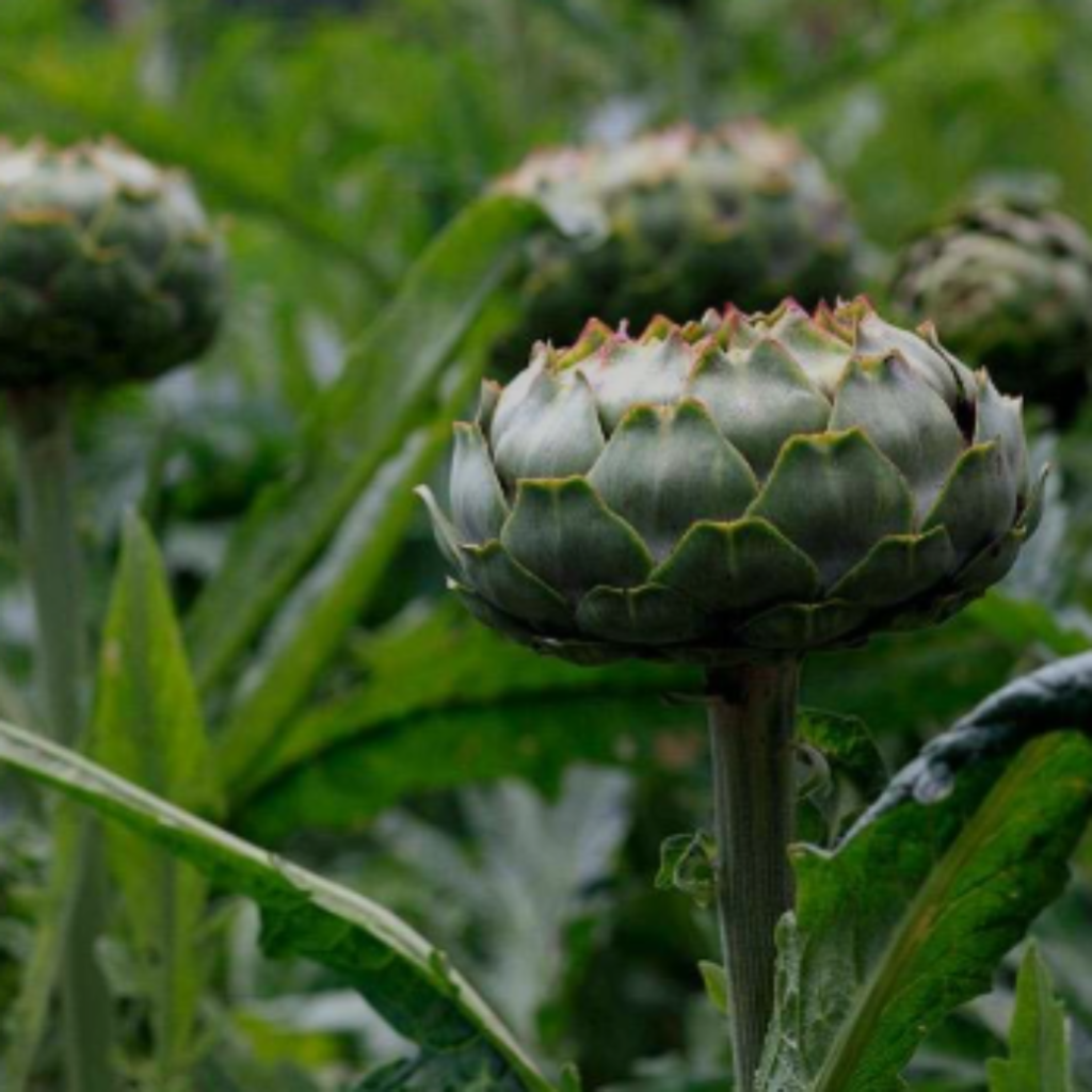 Artichoke 'Green Globe' - 3L Large pot