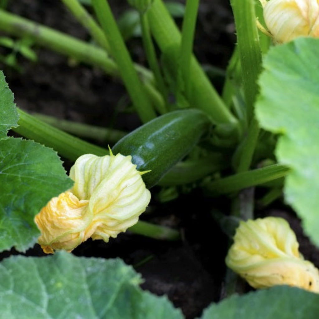 Courgette 'Ambassador F1' - Vegetable Plant - 2L Large Pot
