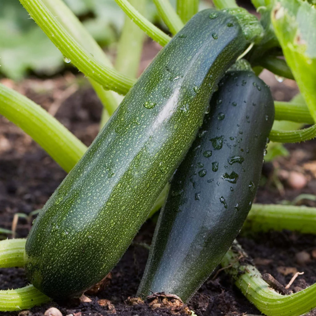 Courgette 'Ambassador F1' - Vegetable Plant - 2L Large Pot