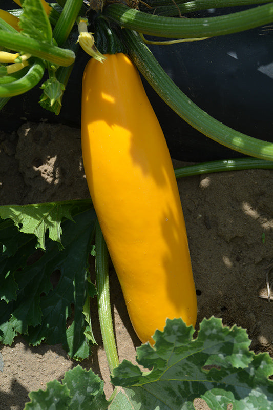 Courgette Yellowfinn - Gléasra Glasraí - Pota Mór