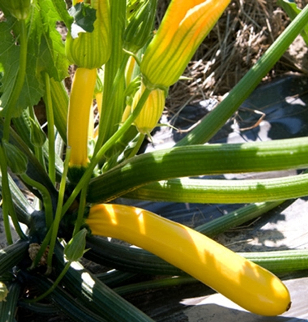 Courgette Yellowfinn - Gléasra Glasraí - Pota Mór