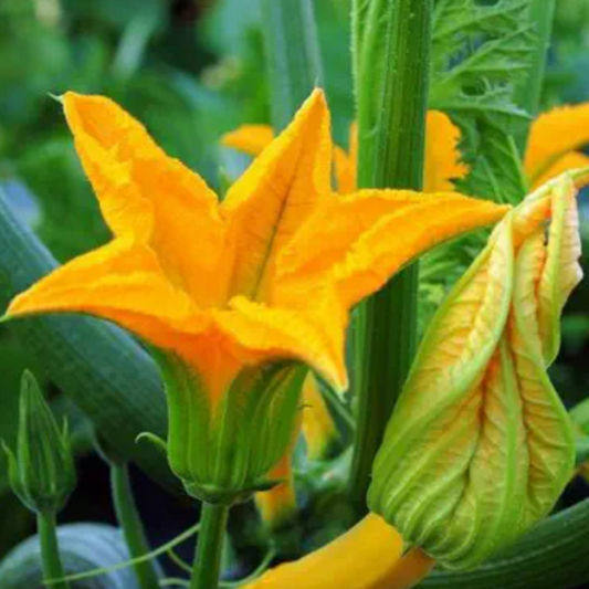 Courgette 'Gold Rush' - 1kg