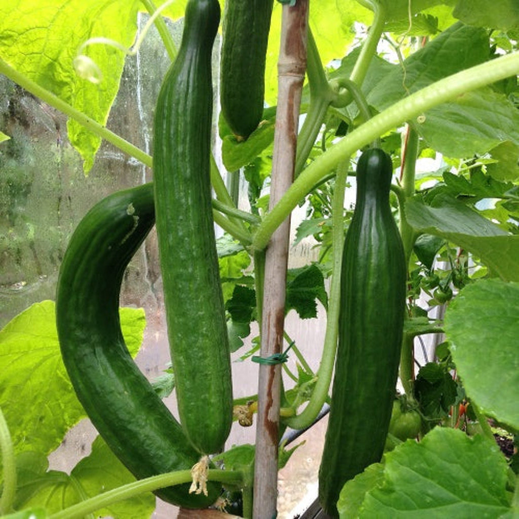 Cucumber 'Louisa' F1 - Plant - 2L Large Pot