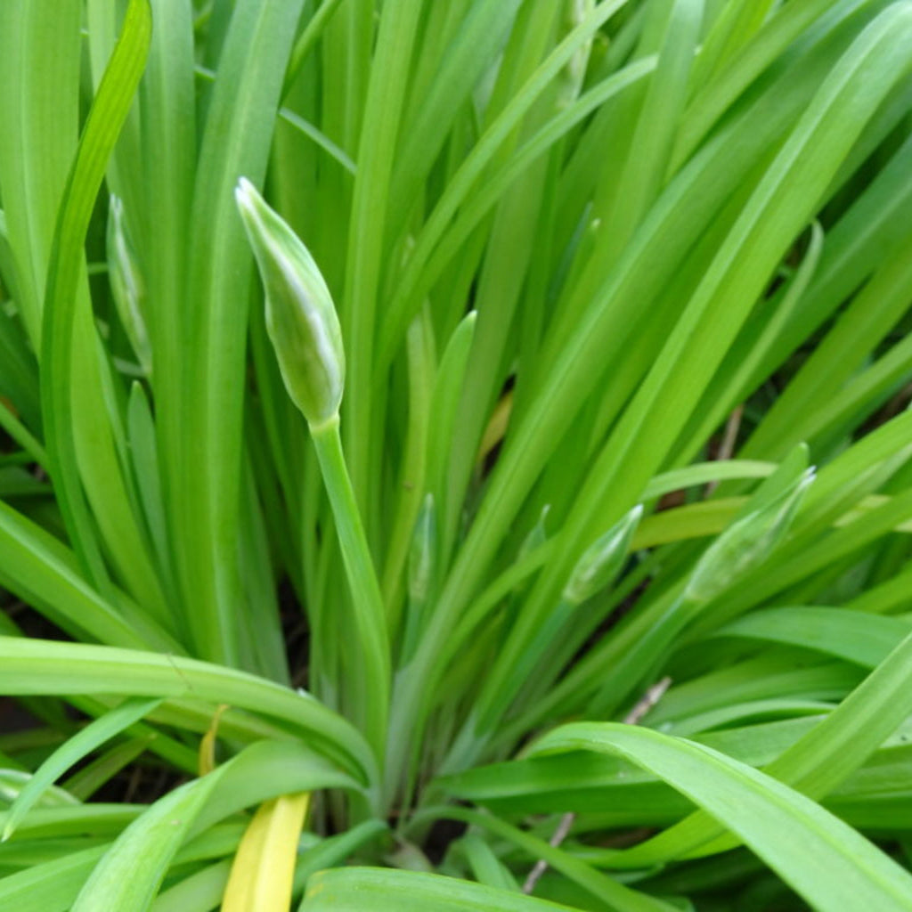 Three-Cornered Leek Leaves - 100g