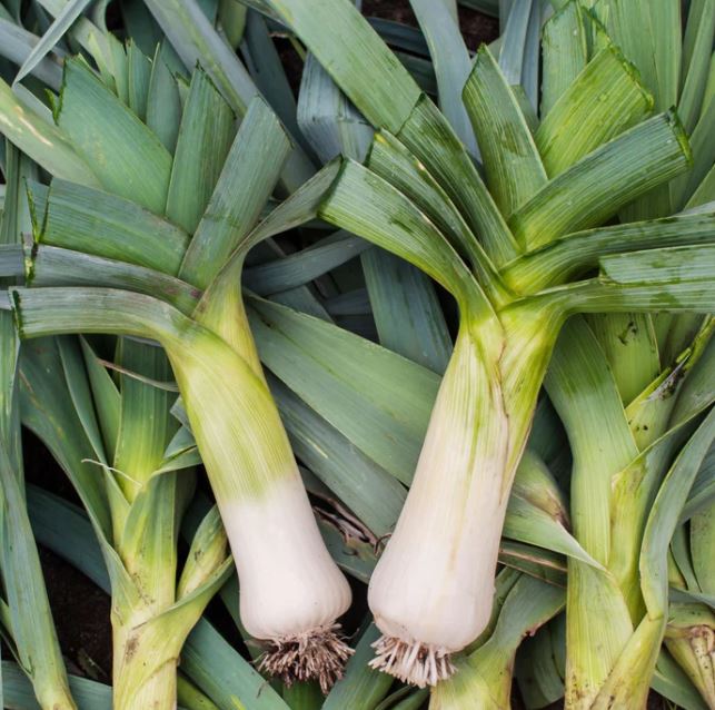 Leek - Bulgarian Giant - Vegetable Plant - 9cm Pot