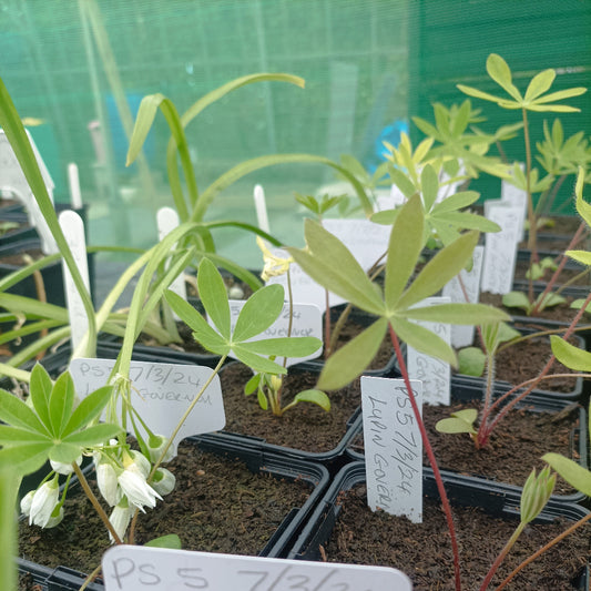 Lupin 'Pages' - 9cm Pot