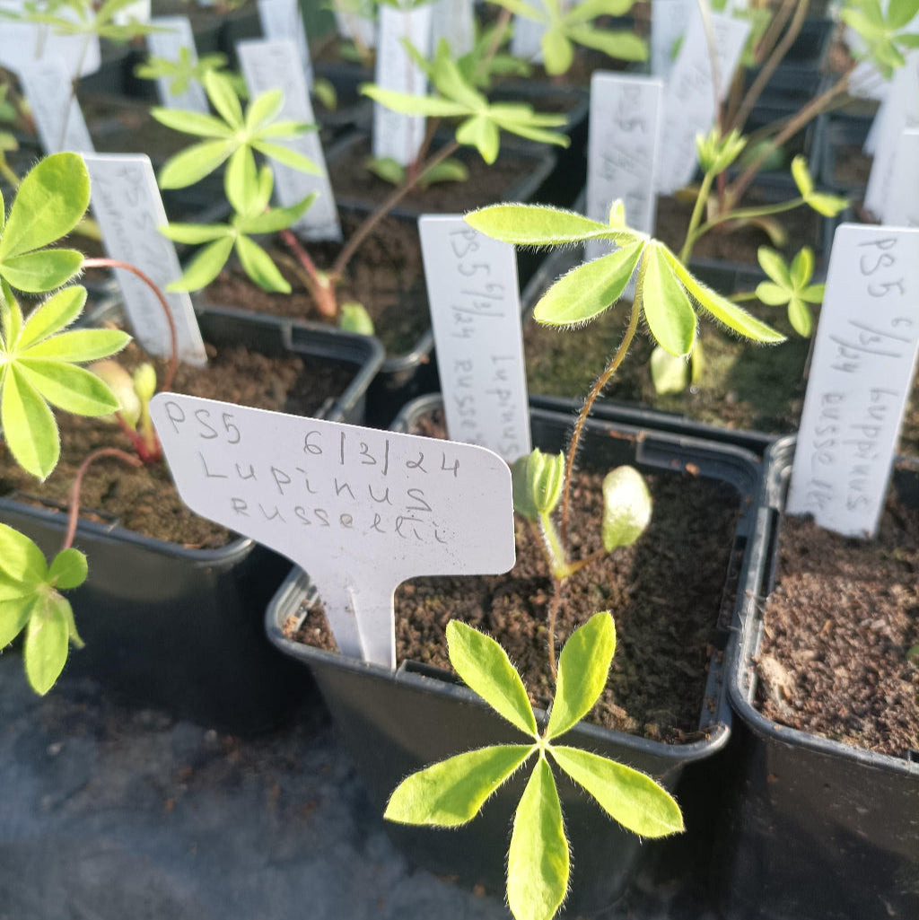 Lupin Russell - Flower Plant - 9cm pot