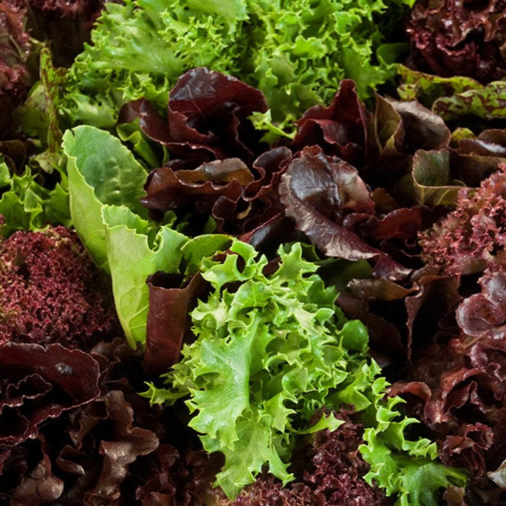 Lettuce Mixed - Vegetable Plant - 6pk