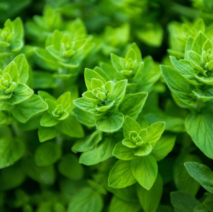 Oregano Greek - Herb Plant - 3L Large Pot