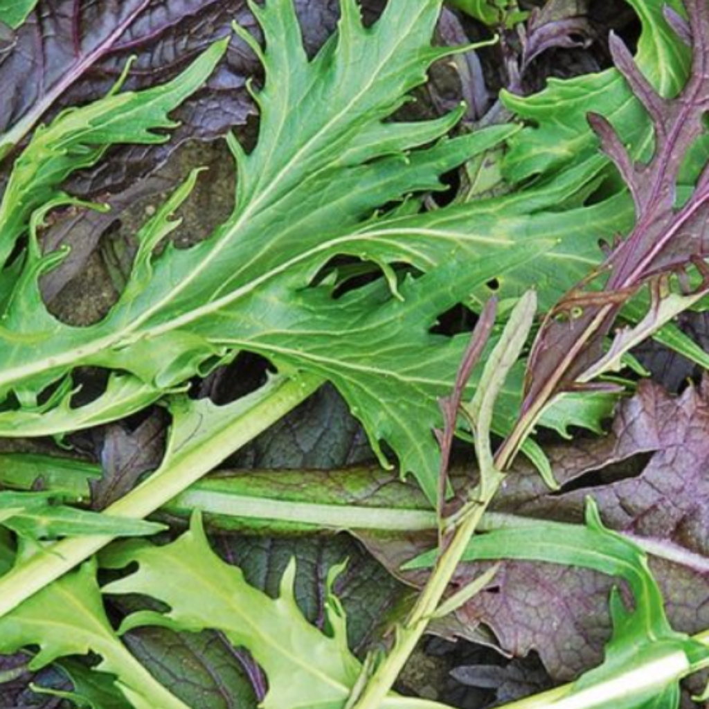 Oriental Leaves Mixture - plant - 9 plugs
