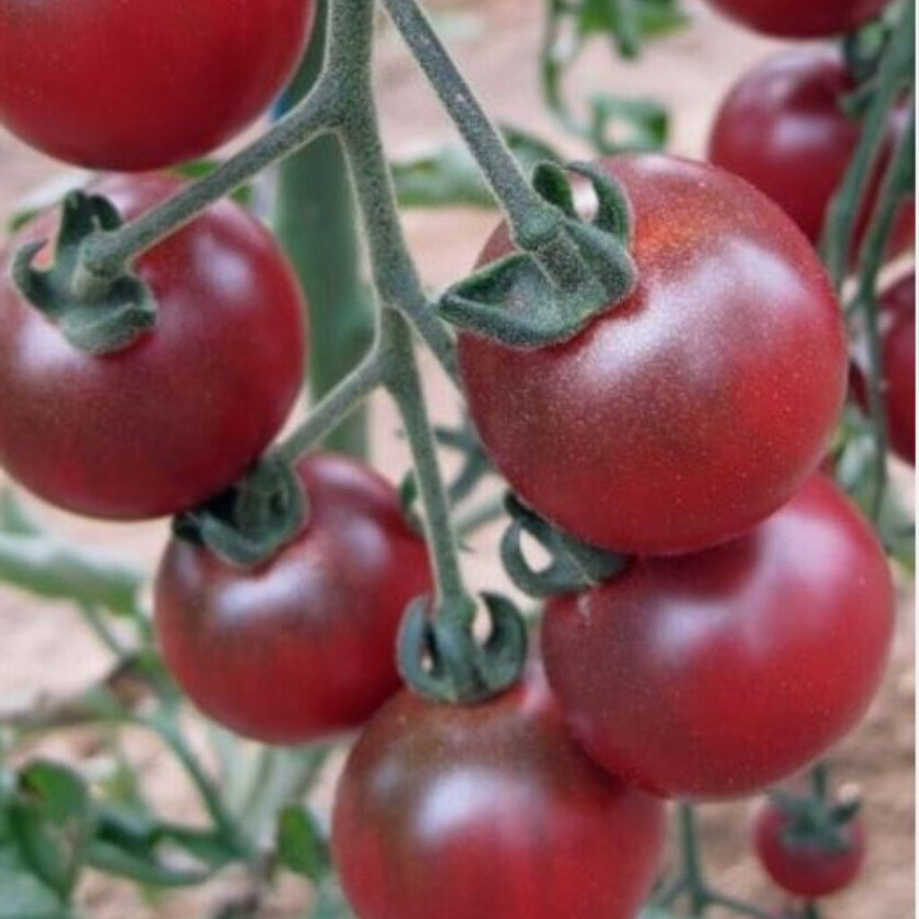 Tomato Cherry Rosella - Plant - 9cm pot