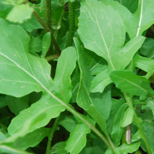 Rocket (Salad) - 250g