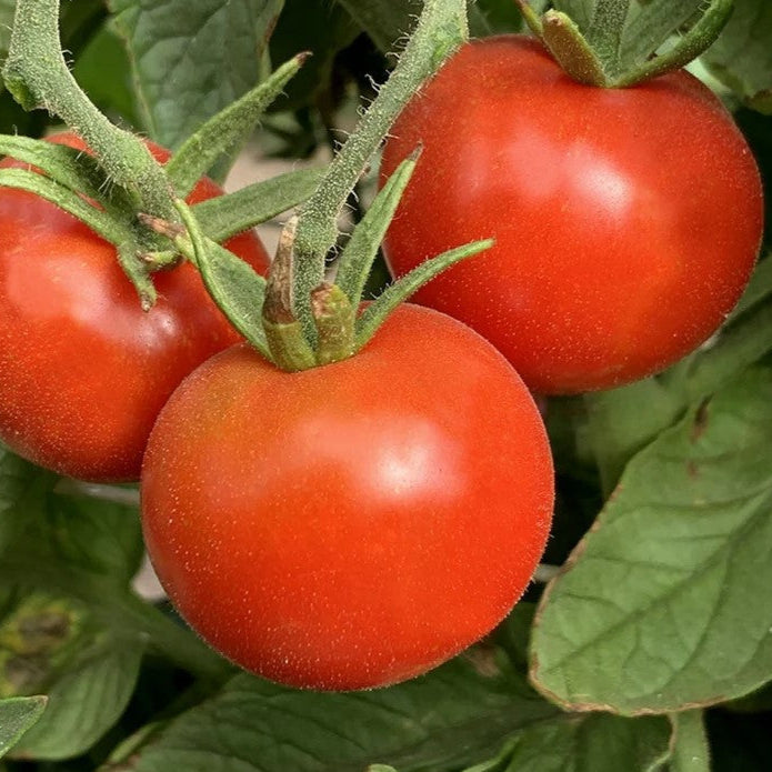 Tomato Stupice - Plant - 9cm pot