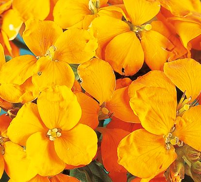 Wallflower Cloth of Gold - Flower Plant -Large Pot