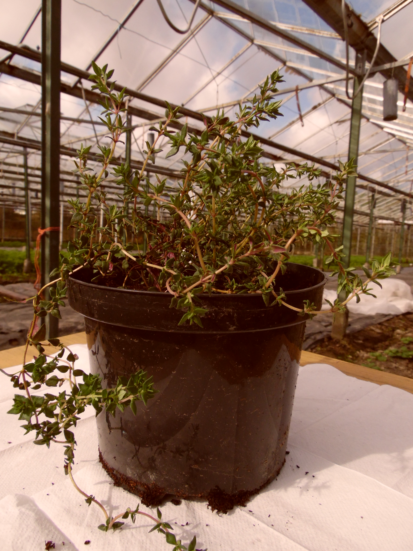 Thyme English Winter - Herb Plant - 1L medium pot