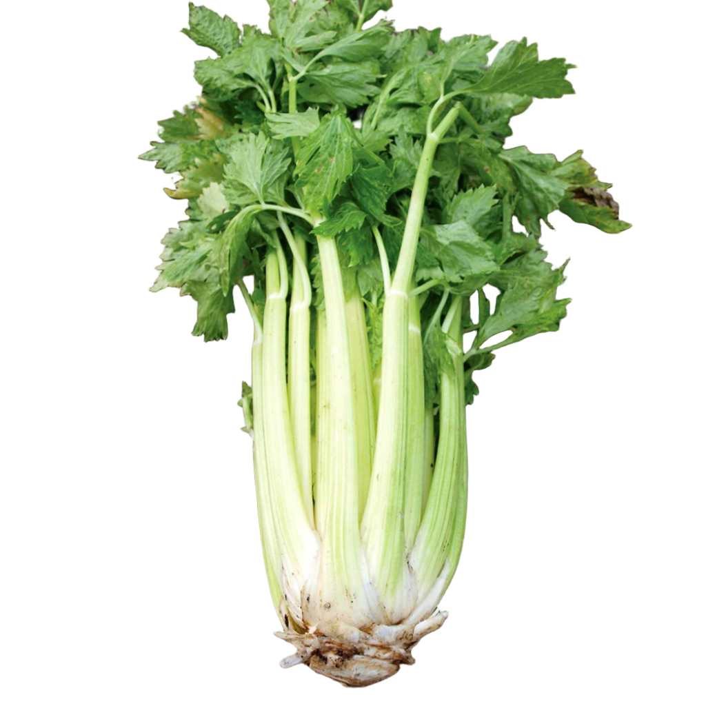 Celery Dorato D'Asti (Green)