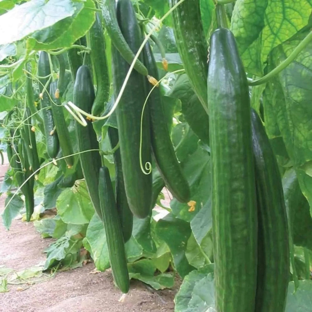 Cucumber Kalunga - Gléasra - Pota Mór