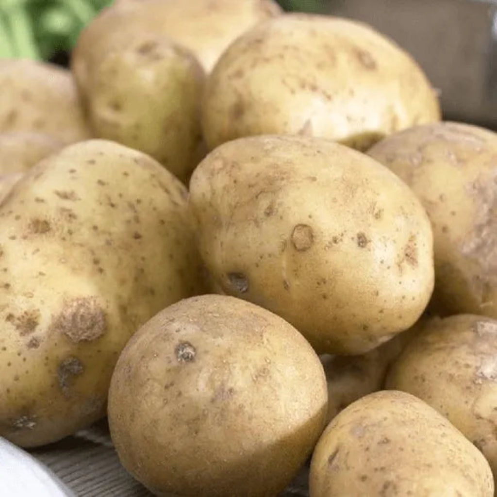 Home Guard Seed Potatoes (1st Early) - 2kg