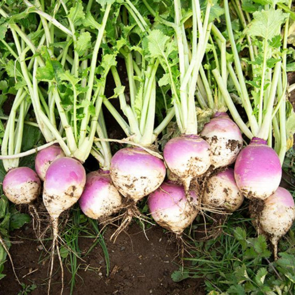 Purple Top Turnip - 1kg
