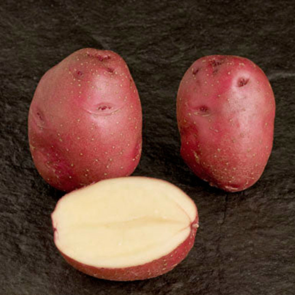 Práta Síl Diúc Eabhrac (1ú E) - 2 kg