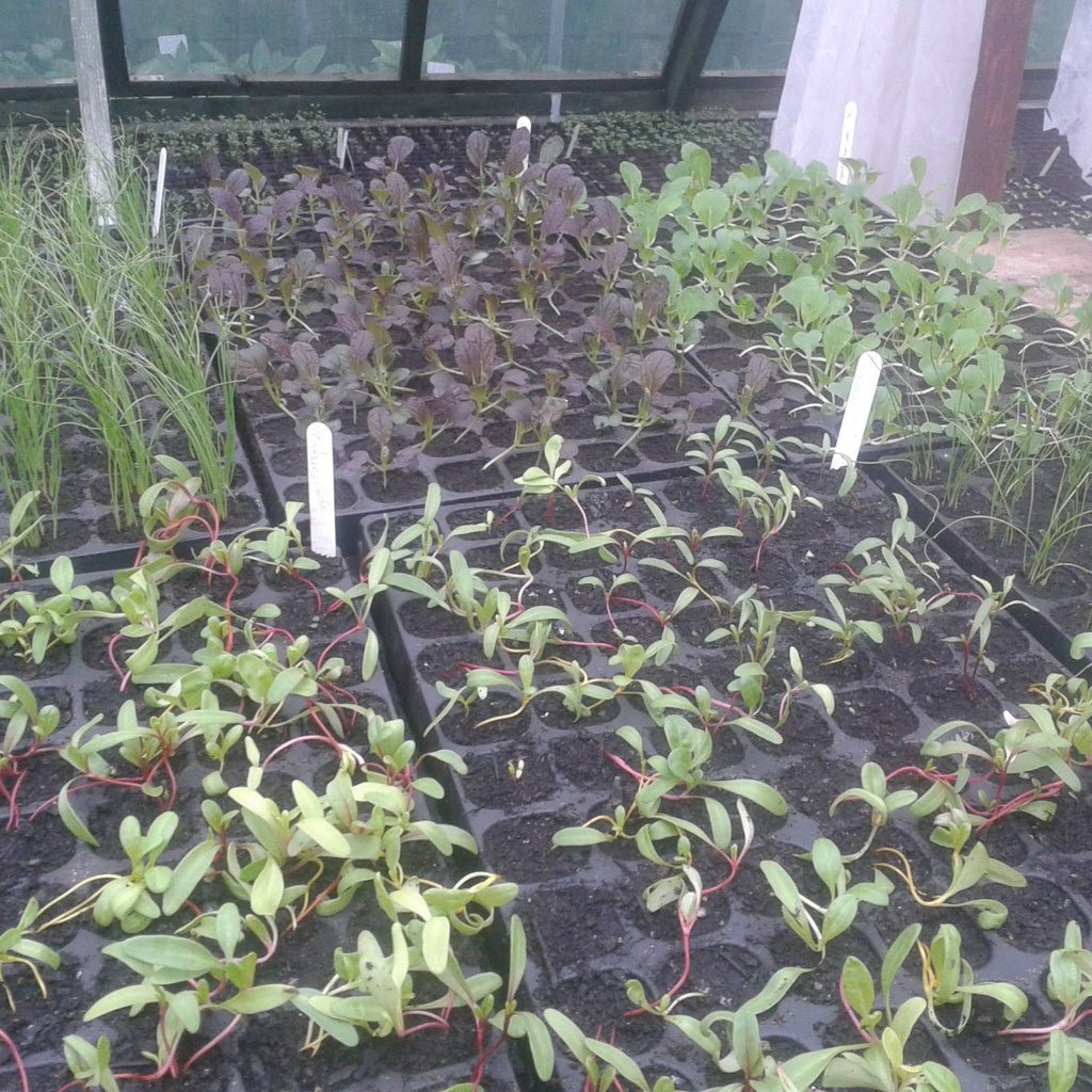 70 L Múirín Ilchuspóireach