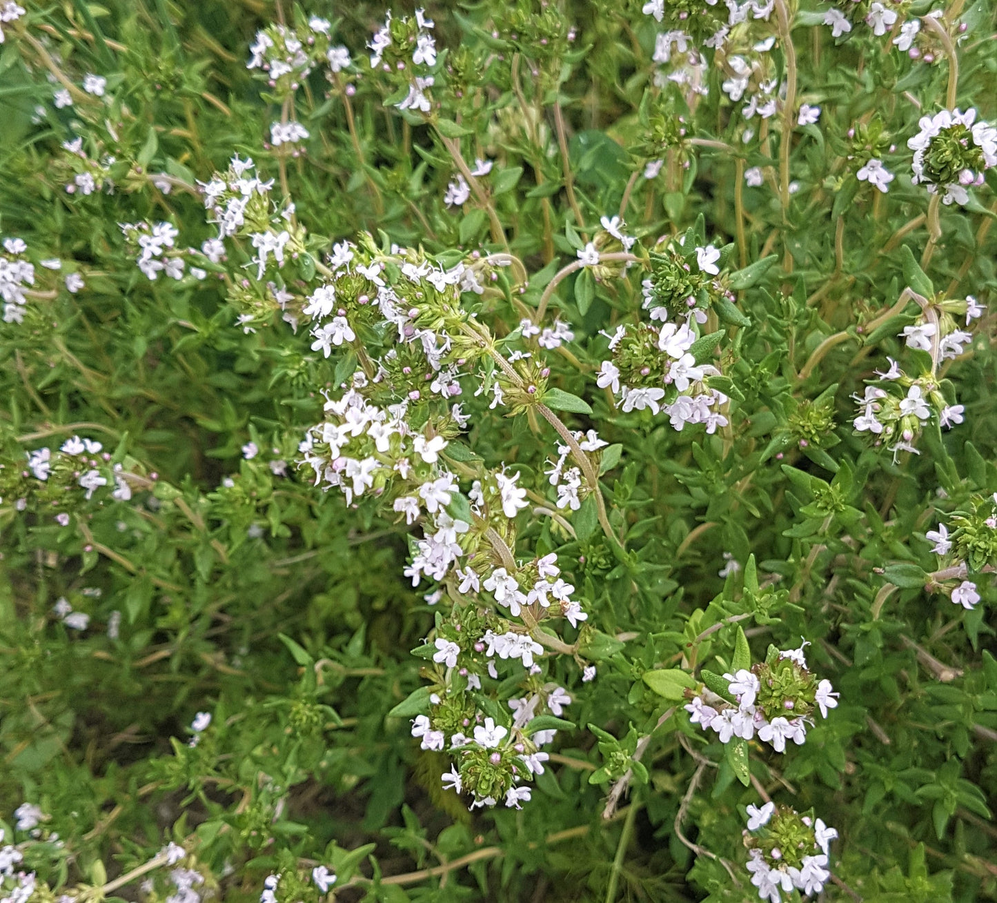 Thyme English Winter - Herb Plant - 1L medium pot