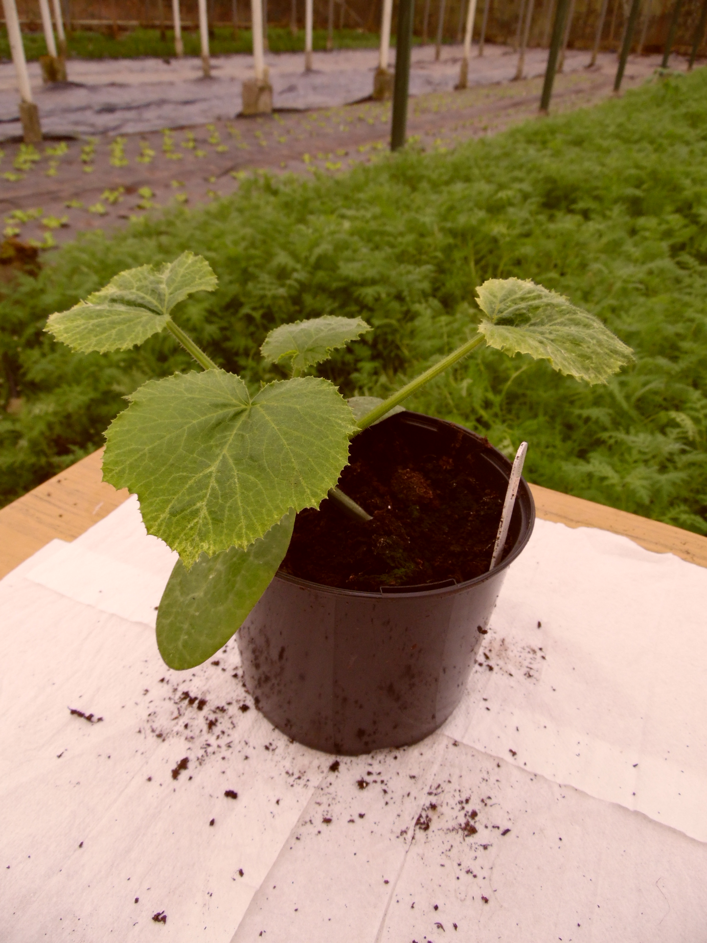 Courgette All Green Bush - Vegetable Plant - Large Pot