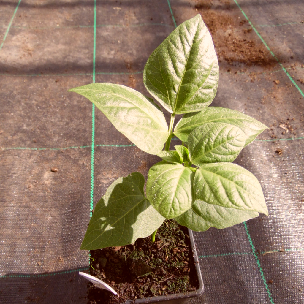 Bean French Stanley - Vegetable Plant - 9cm Pot