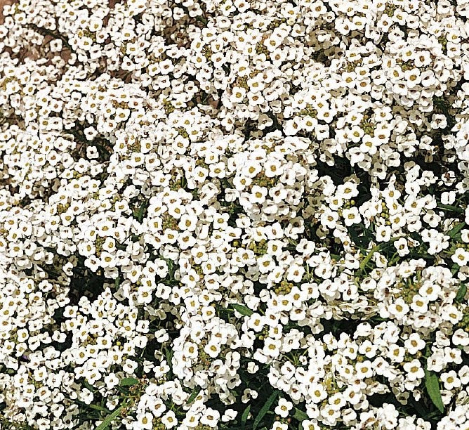 Alyssum Snow Cloth - Flower Plant - 6pk