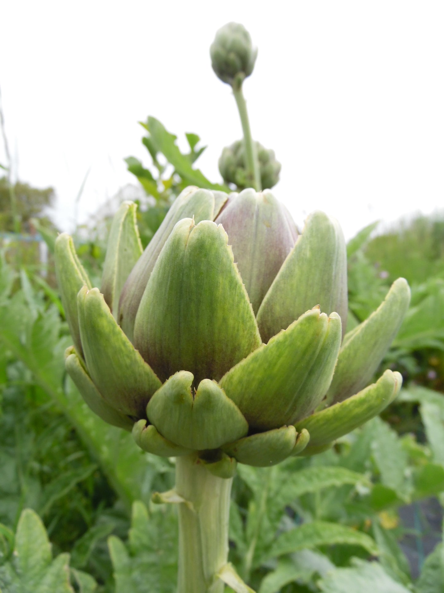 Artichoke Green Globe - 1Kg