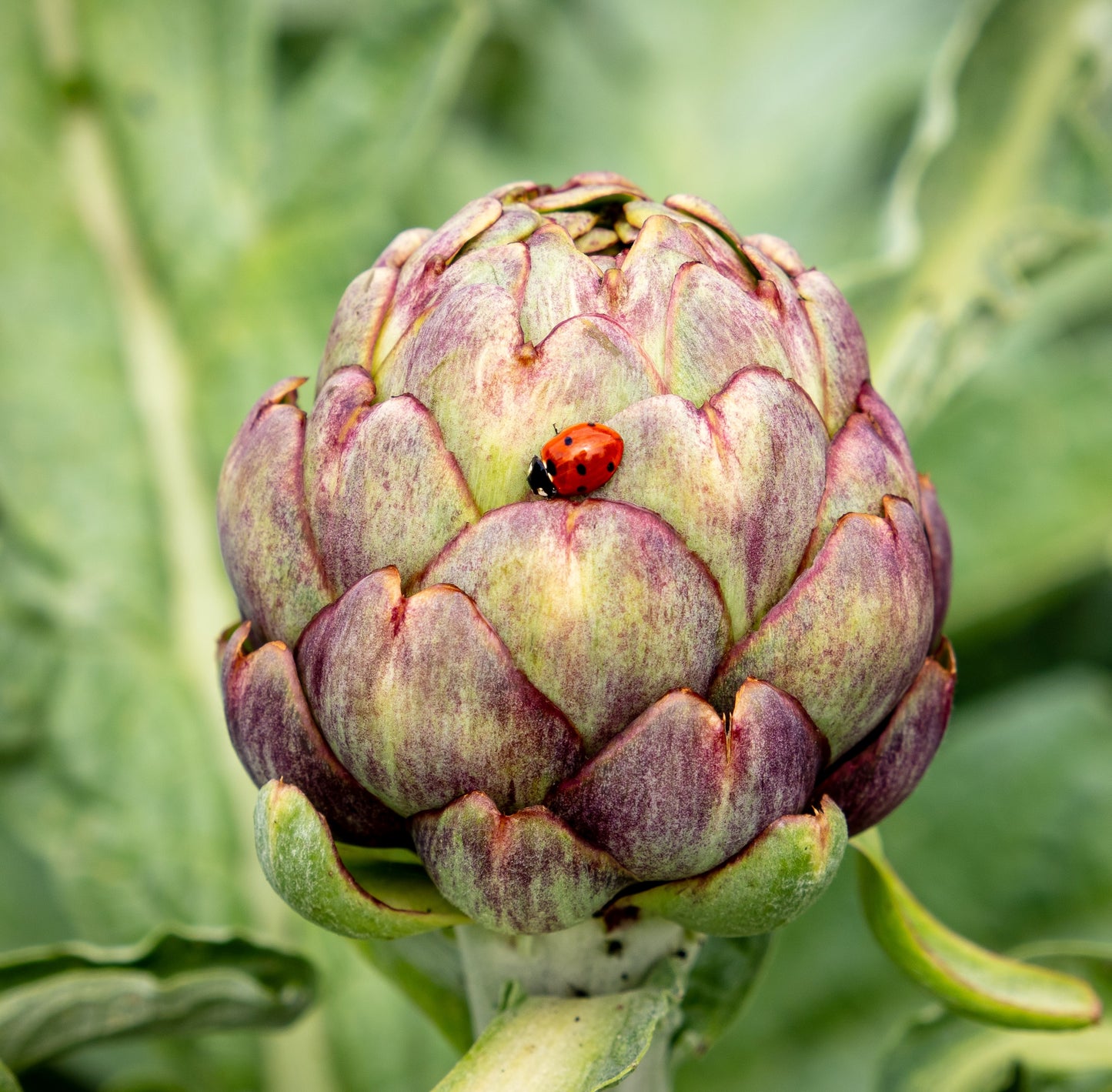 Artichoke Violet de Provence - Vegetable Plant - 9cm pot
