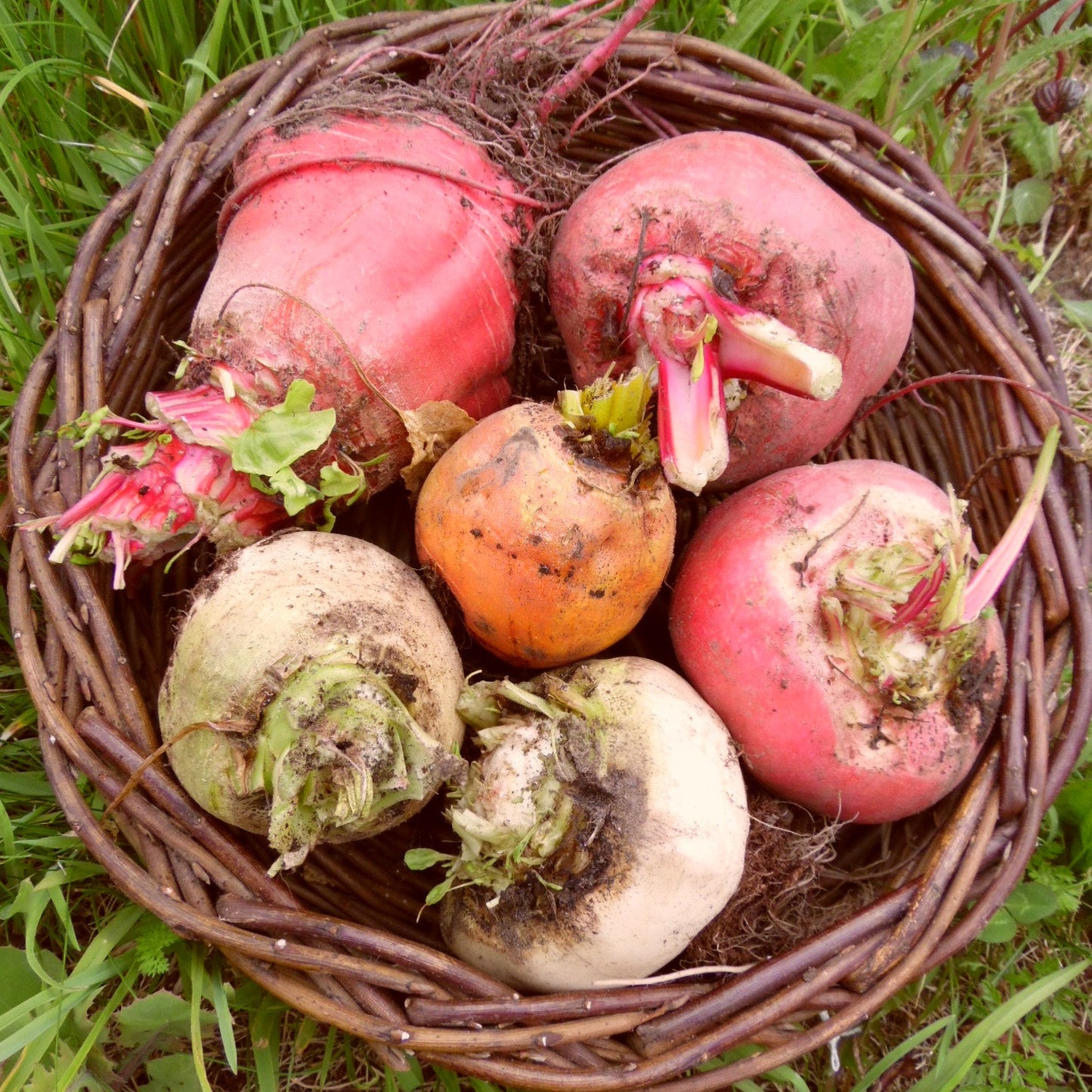 Beetroot Pablo Baby - 1kg