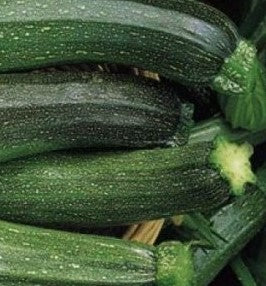 Courgette All Green Bush - Vegetable Plant - Large Pot