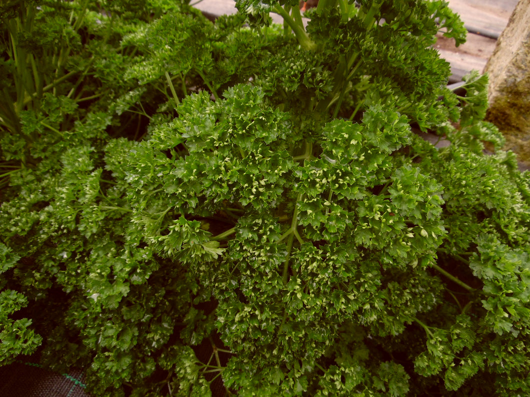 Parsley (curly) - 100g