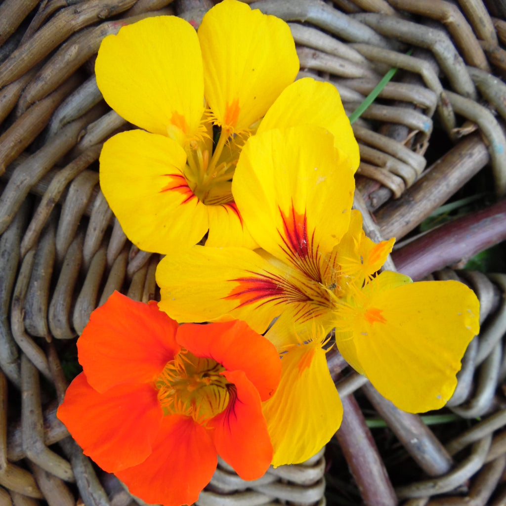 Edible Flowers - 25g