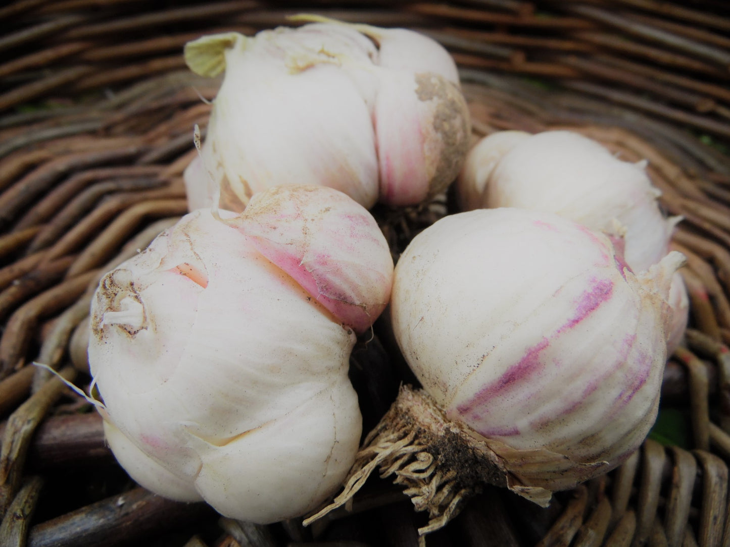 Fresh Garlic - 150g