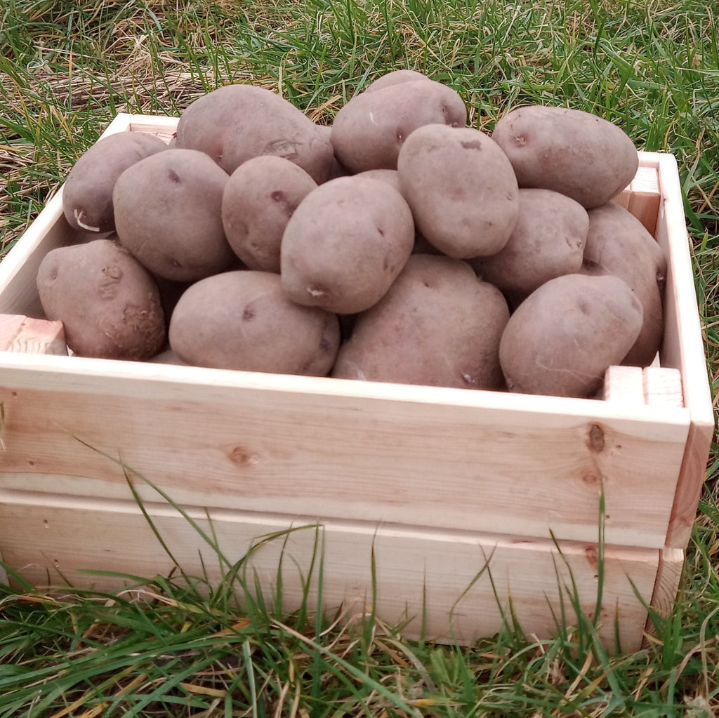 Práta Síolta Bándearg Kerr (M C) - 2 kg