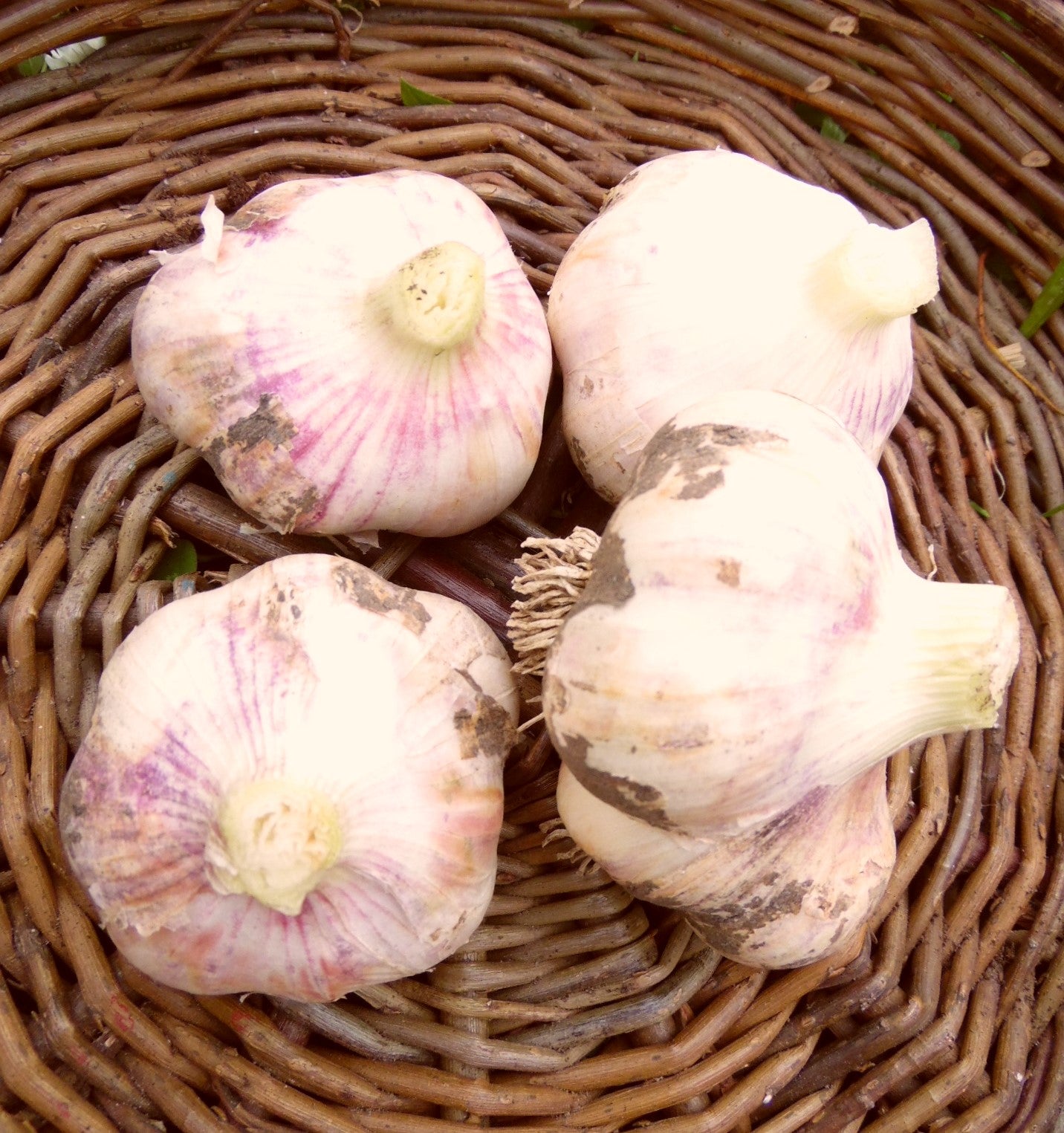 Gairleog - 1kg