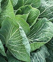 Cabbage - Gort a'Choirce - Bareroot Plant - Batch of 6