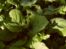 Load image into Gallery viewer, Cabbage - Gort a&#39;Choirce - Bareroot Plant - Batch of 6
