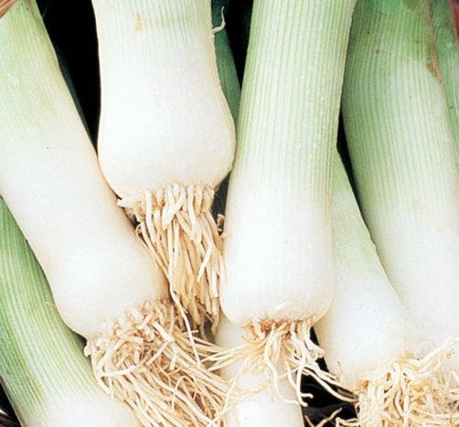 Leek - Musselburgh - Vegetable Plant - 9cm Pot