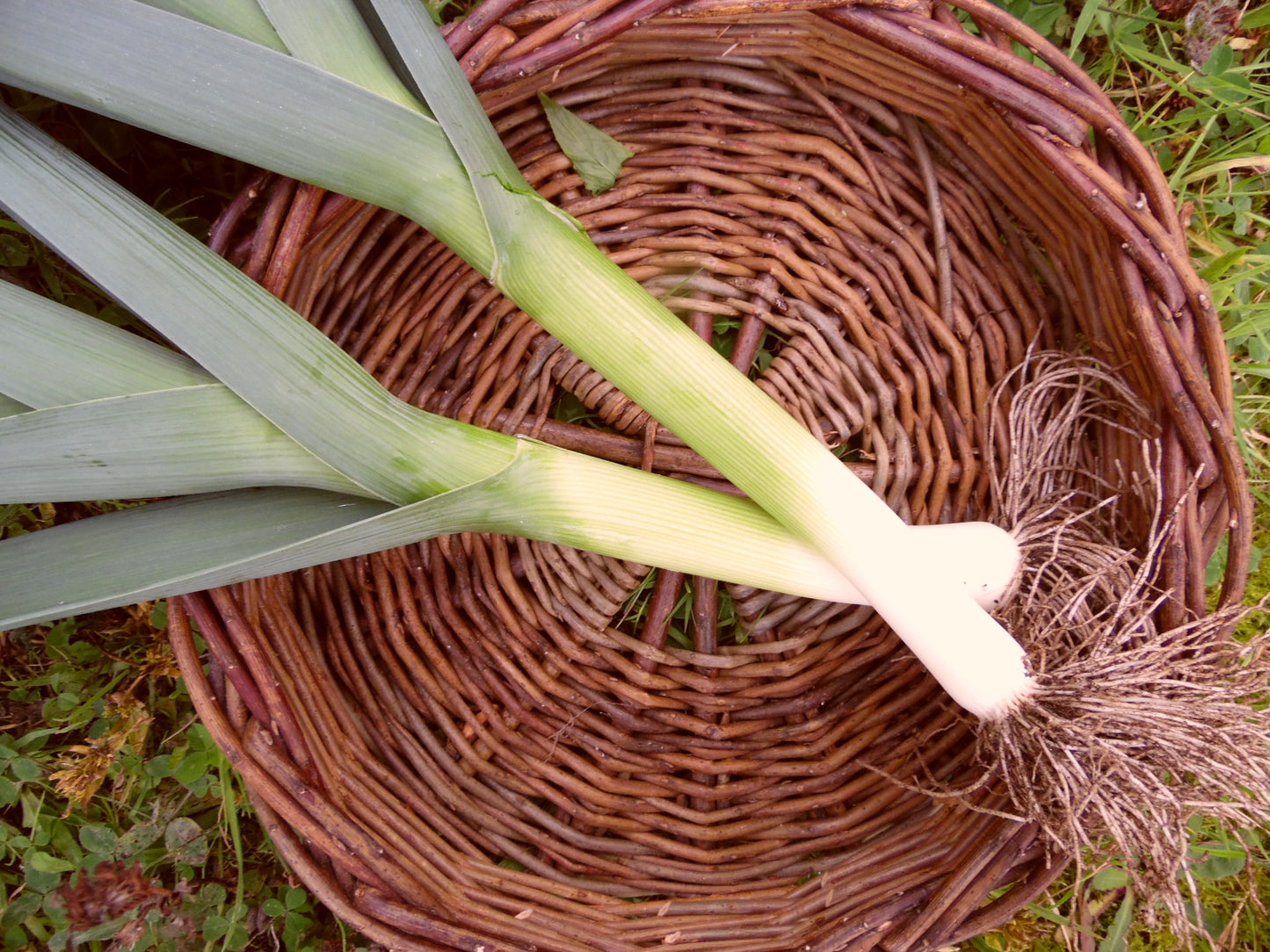 Leek Musselburgh/Winter Giant 1kg - Restaurants 2026