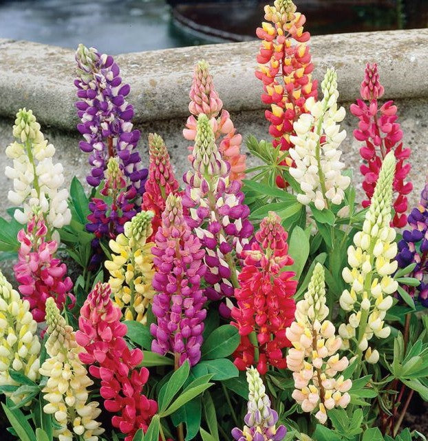 Lupin Gallery Mixed - Flower Plant - 9cm pot