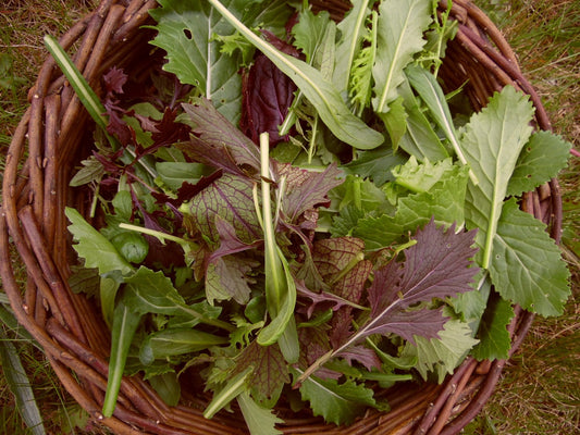 Mixed Leaves - Vegetable Plant - 9 Plugs
