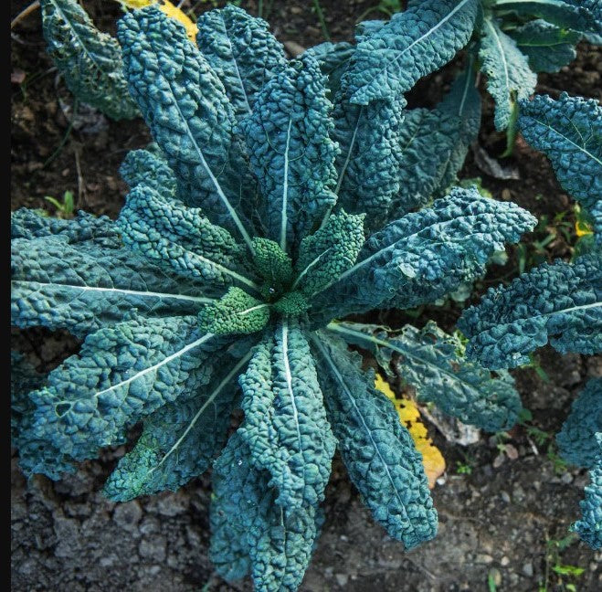 Kale Mixture - Vegetable Plant - 9 Plugs