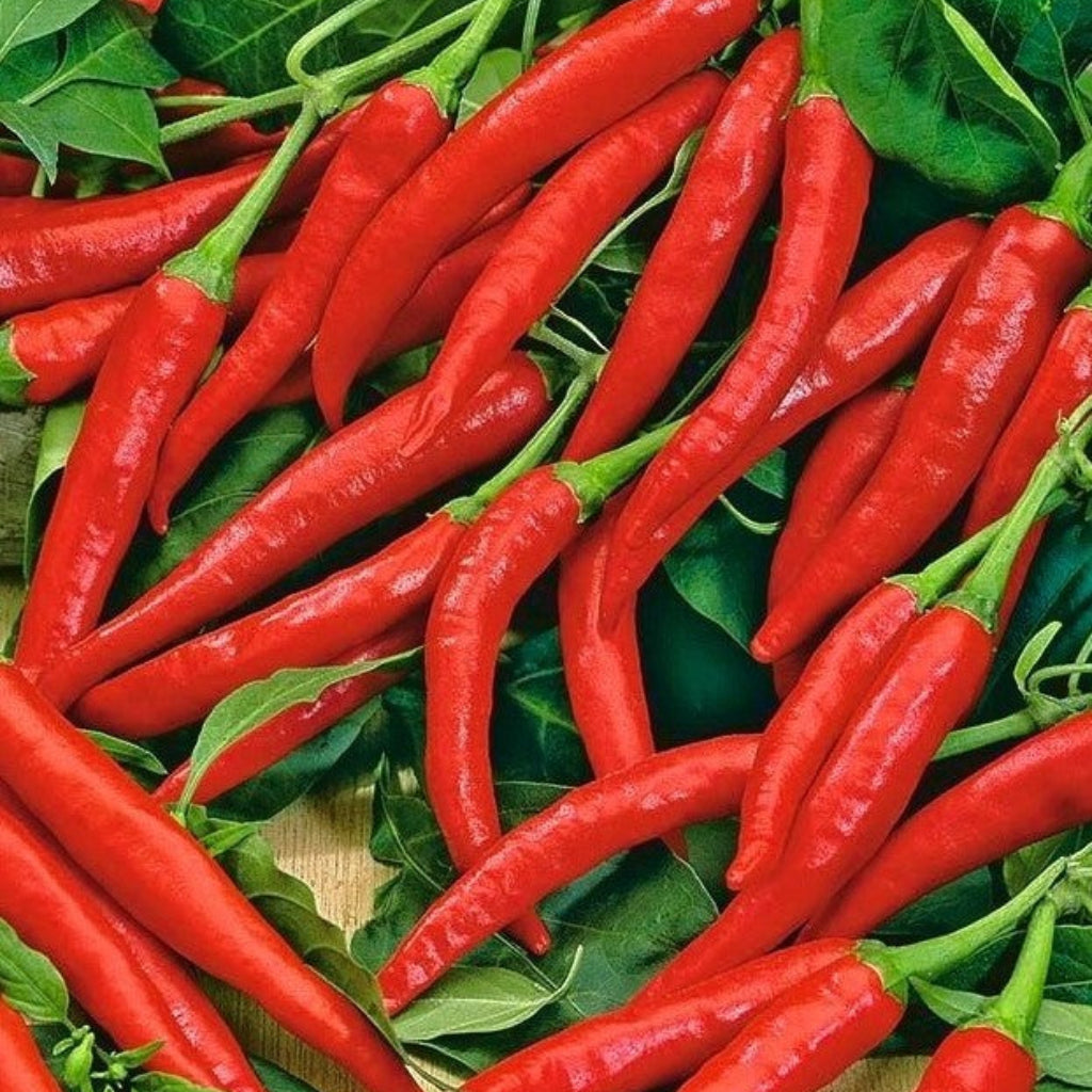 A cluster of red slim cayenne chili peppers with green leaves.