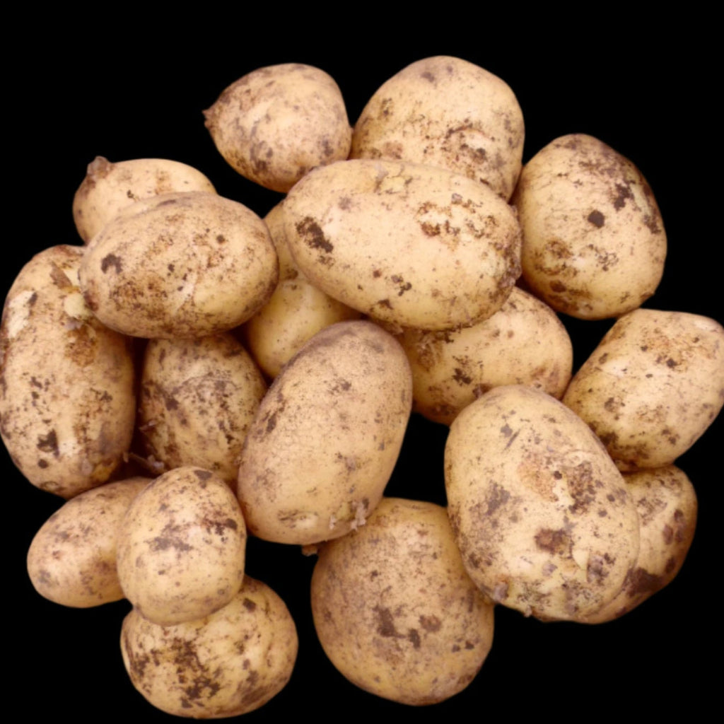 Prátaí Nua – Duke of York (Bán) – 2Kg