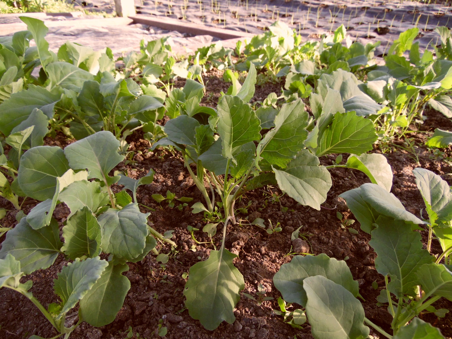 Broccoli Purple Sprouting Early- 1kg